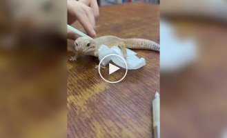 A Owner Helps a Gecko Shed Old Skin