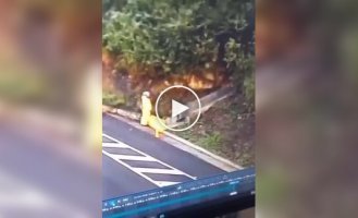 Остановился по нужде — и чудом остался жив