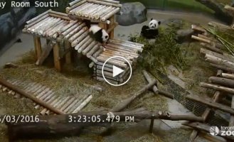 Подборка падений панд в зоопарке Торонто