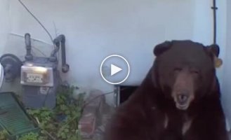 Ведмідь кілька місяців мешкав у підвалі приватного будинку в США.