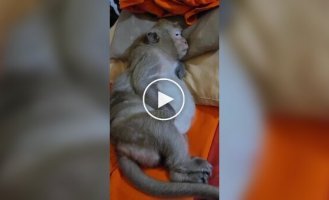 A monkey's sweet sleep