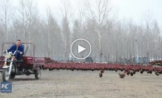 Как китайский фермер выгуливает свою 70-тысячную куриную армию