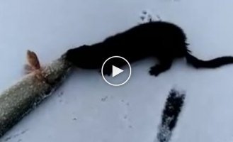 The hungry mink decided to steal the pike from the fishermen