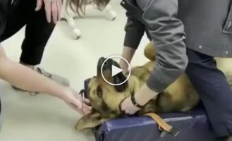 Removing a toy from a dog