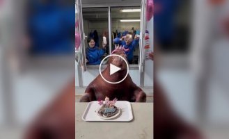 Морж отметил свой 8-й день рождения