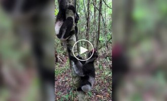 Самые большие лемуры на планете: как выглядят и звучат индри