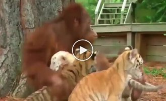 Орангутан нянчится с тигрятами