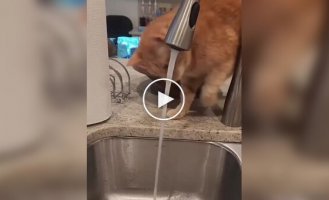 Спроби кота зловити струмінь води