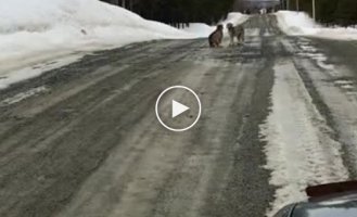 Любвеобильные рыси перегородили дорогу туристу