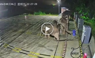 Baby elephant got tangled in a charging station cable