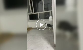 Самое грустное видео дня