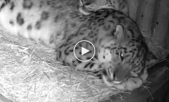 How snow leopards sleep