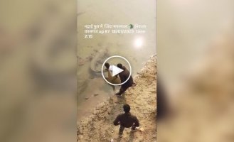 Чоловіки розбудили крокодила, потягнувши його за хвіст