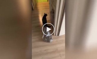 Funny battle between a cat and a bag