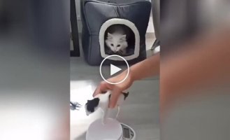 The cat did not allow the owner to weigh the kitten