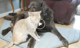 Настоящие друзья кот и собака