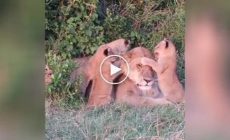 Patient lioness and her restless children