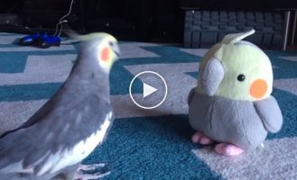 Забавная реакция попугая на плюшевую версию себя