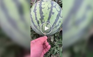 Арбуза не желаете