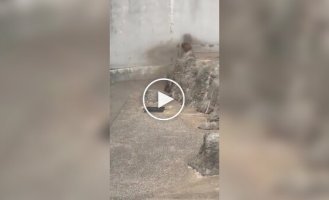 Малыш Панч защитил подружку