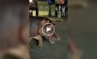 Пробка по-африкански: два бегемота вышли на дорогу и остановили весь город