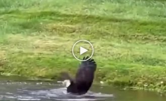 Bald Eagle swoops down and catches a big fish in Indianapolis, USA