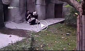 Панды не хотят пить лекарства
