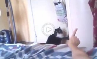 Реакция кота на пальцы