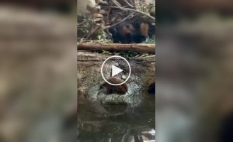 Бобренок не захотел ложиться спать и сбежал