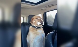 A dog looks suspiciously at its owner