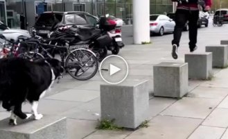 The dog jumps on blocks with his owners
