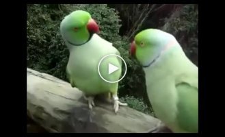 Милые попугайчики общаются друг с другом