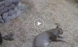Naughty lion cub scared mom