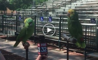 The vocalists are parrots from God, they decided to give a wonderful interview