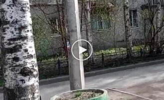 Видео из российского Петербурга