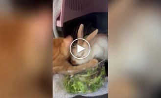 The cat is surprised by the actions of his friend
