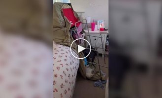 Кіт заснув на місці злочину