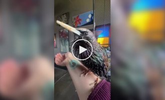 Play this for your dog: Incredible sounds Nature