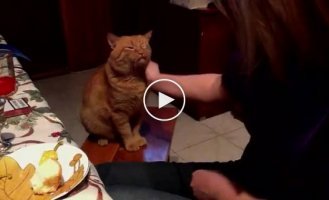 Кот который дает лапу как собака