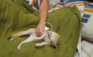 Fennec fox cub is happy that his owner is awake