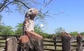 Peacefully pretending to be a log, the “ghost bird” opened its mouth and scared the woman
