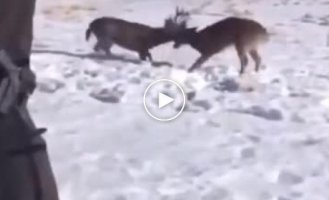 A well-aimed shot to save two deer