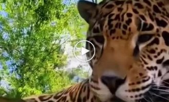 Jaguar reaction to catnip