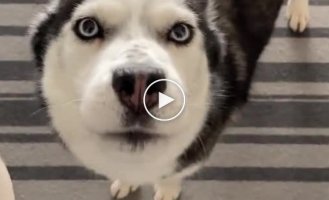 What do you think this dog said to his owner?