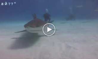 The shark stole a video camera and showed its insides