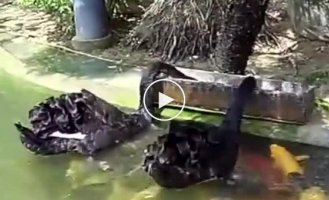 Unusual feeding of fish