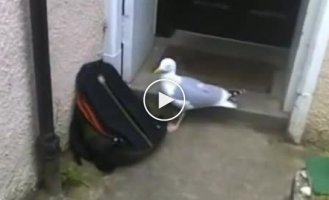 Умная чайка крадет хлеб