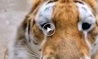 How a tiger meows