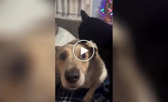 What's wrong with him: a cat scared a dog with a sudden attack of tenderness