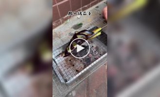 Веганський шашлик